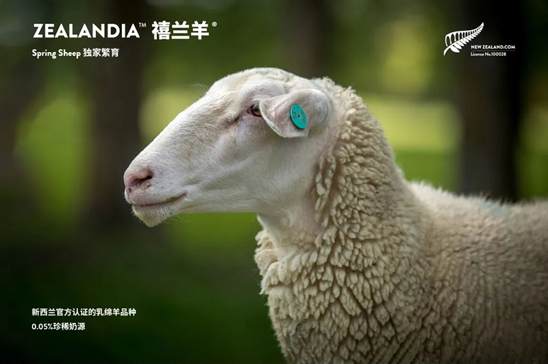 Spring Sheepdȫd׃̷^(gu)ע@GCBME05.jpg